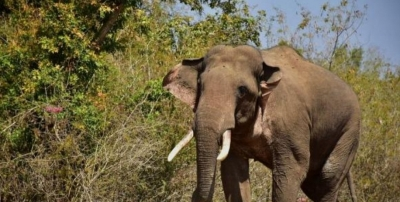 AI Surveillance Helps Prevent Elephant Deaths on Coimbatore Railway Stretch