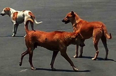 Delhi HC Asks MCD to Tackle Stray Dog Menace