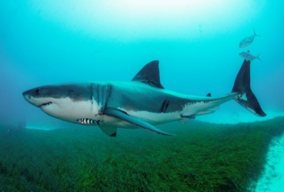 Shark Patrols Ramped up in NY's Long Island after 5 People Bitten in 2 Days