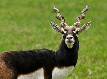 K'taka Blackbuck Death Case: Toll Rises to 31; Authorities Fear Spread of Outbreak in Villages