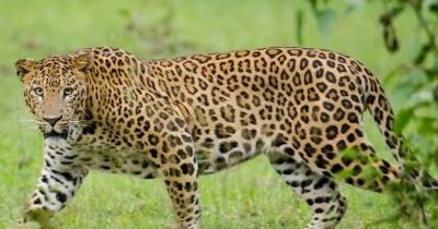 Leopard drags sleeping child from home in Pune; found dead in sugarcane field