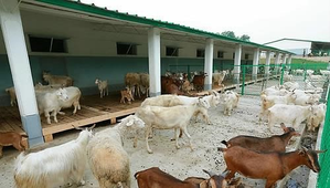 Livestock Sector Continues to Strengthen India's Agricultural Economy