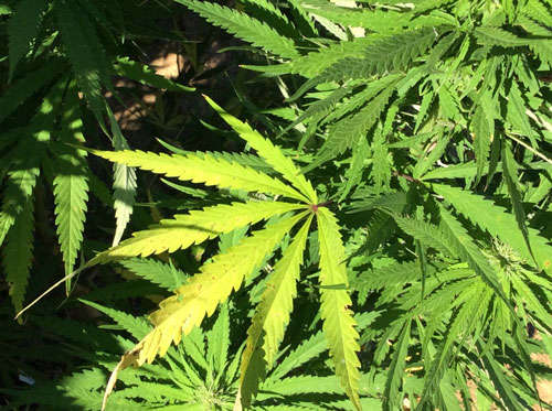 Farmer Arrested for Cultivating Marijuana in Gujarat Village
