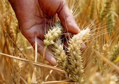 Bundelkhand Wheat Variety Gets GI Tag, First for a Farm Produce