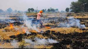 UP asks farmers to use stubble to feed stray cattle