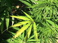 Farmer Arrested for Cultivating Marijuana in Gujarat Village