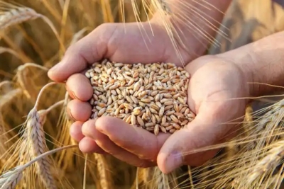 Russia Sees No Grounds for Extending Grain Deal: Kremlin