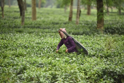 Wages of Tea Garden Workers in Assam Hiked by RS 18/day