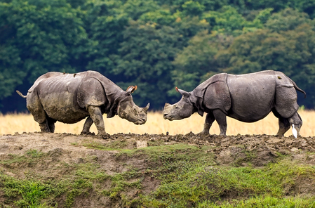Assam Hosts 80 PC of World's Rhinos, Zero Poaching: Himanta Sarma