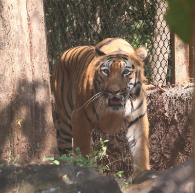 TN'S Gudalur Shuts Down for 48 Hours as Hunt for Tiger Intensifies