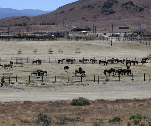 horses in a pasture