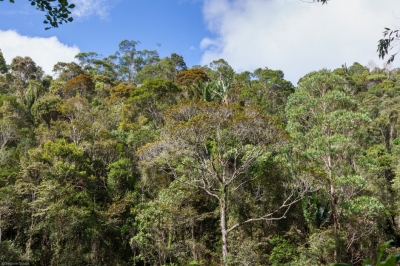 TN to Map Blue Carbon Ecosystems Using Drones, AI
