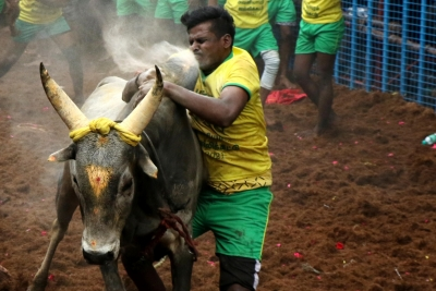 TN Gears up for Jallikattu Today, Preparations in Full Swing