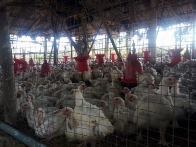 Amid Avian Flu Scare, West Bengal Imposes Strict Protocols 